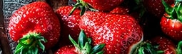Morango
