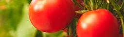 Tomate